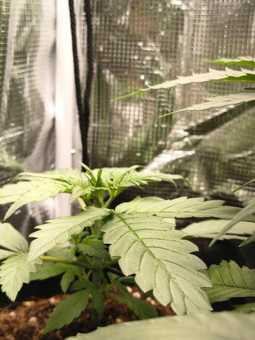 Sticky broccoli auto. Week 2