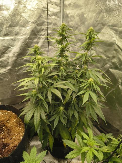 Cosmic cupcake auto. Week 8