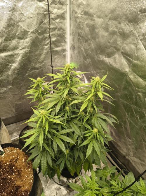 Cosmic cupcake auto. Week 8