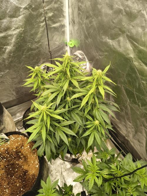 Cosmic cupcake auto. Week 8