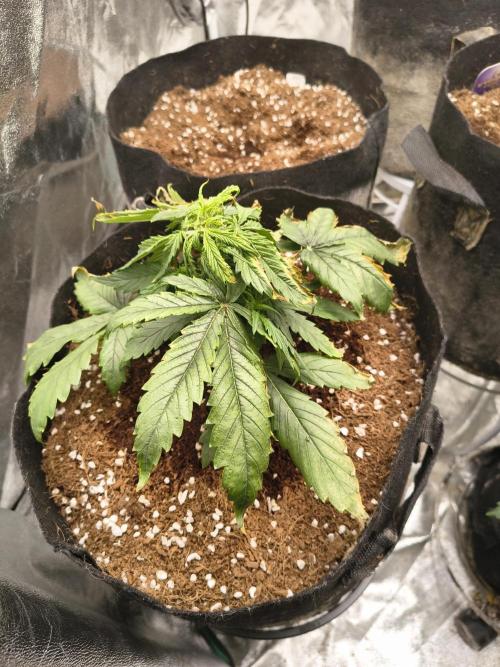 Gelonade auto. Week 3