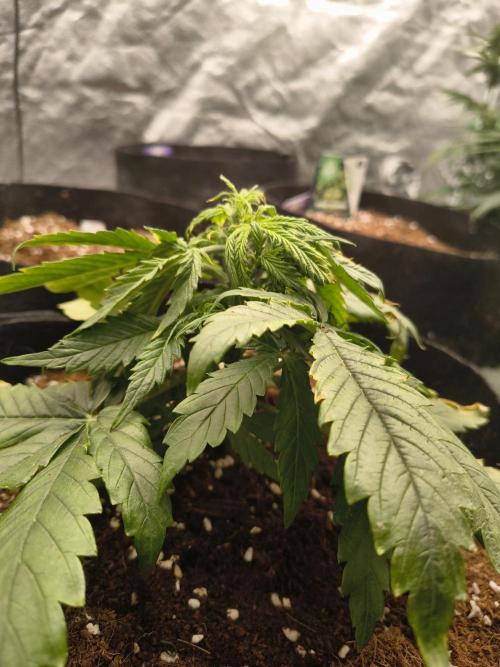 Gelonade auto. Week 3