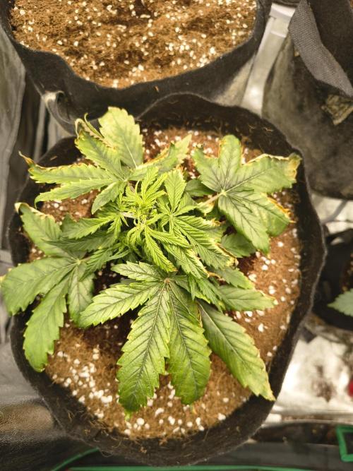 Gelonade auto. Week 3