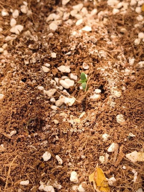 Northern Lights Auto. Week 0