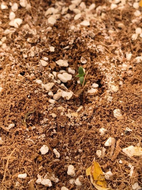 Northern Lights Auto. Week 0