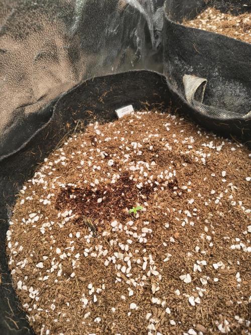 Whiskey Zulu auto. Week 0