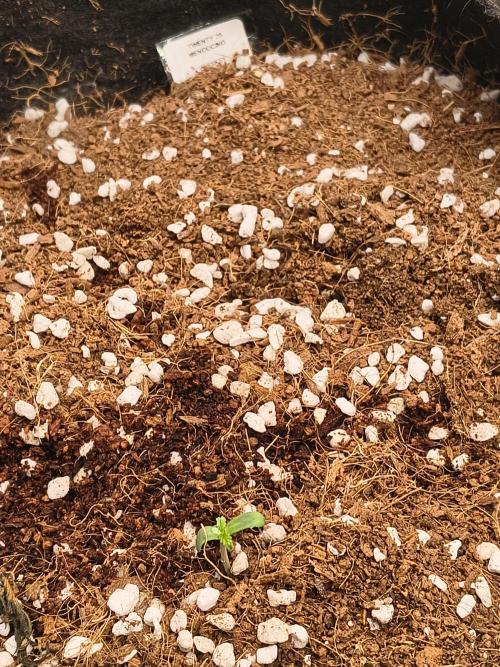 Whiskey Zulu auto. Week 0