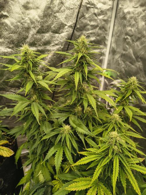 Cosmic cupcake auto. Week 9