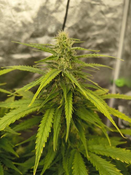 Cosmic cupcake auto. Week 9