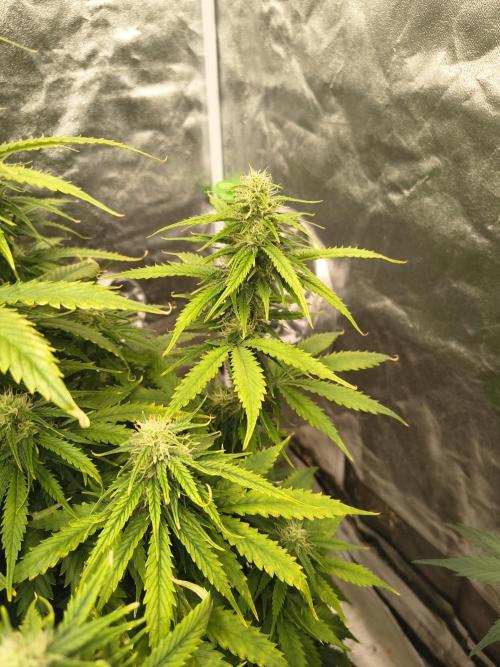 Cosmic cupcake auto. Week 9