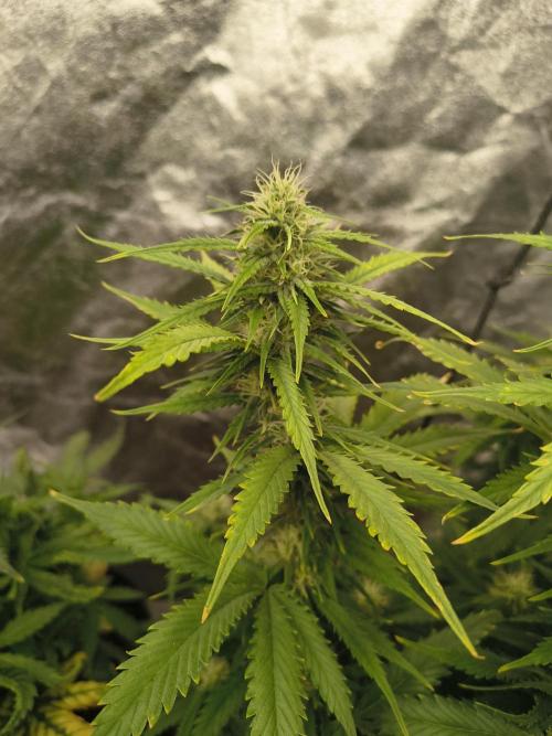 Cosmic cupcake auto. Week 9