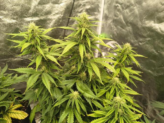 Cosmic cupcake auto. Week 9