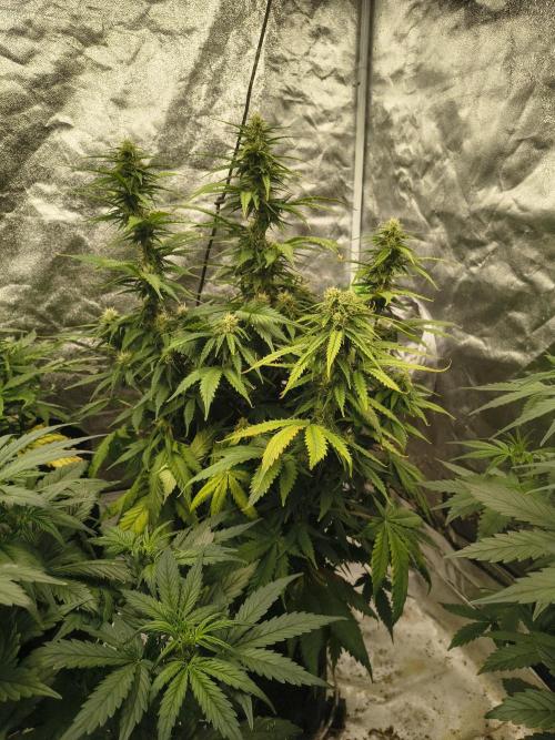 Cosmic cupcake auto. Week 9