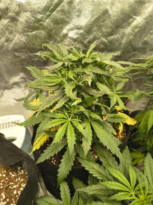 Gelonade auto. Week 4