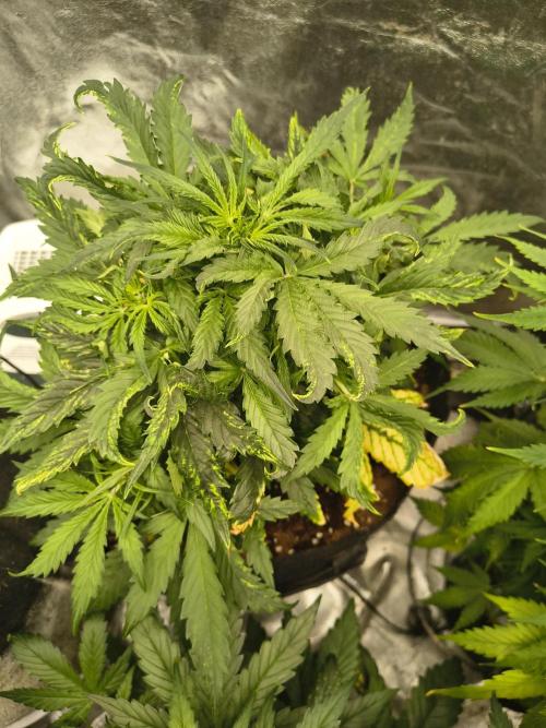 Gelonade auto. Week 4