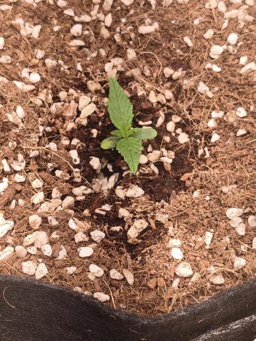 Orange cookies auto. Week 0