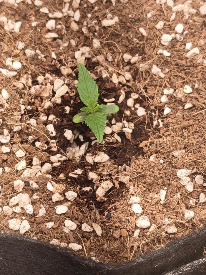 Orange cookies auto. Week 1