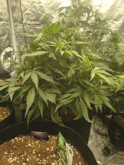 Gelonade auto. Week 5