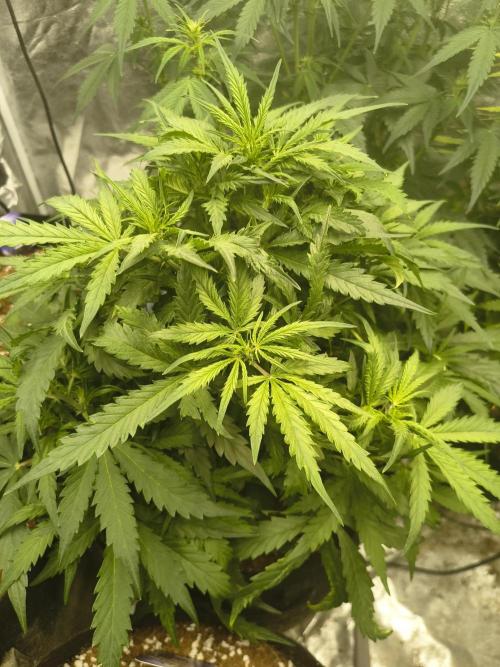 Gelonade auto. Week 5