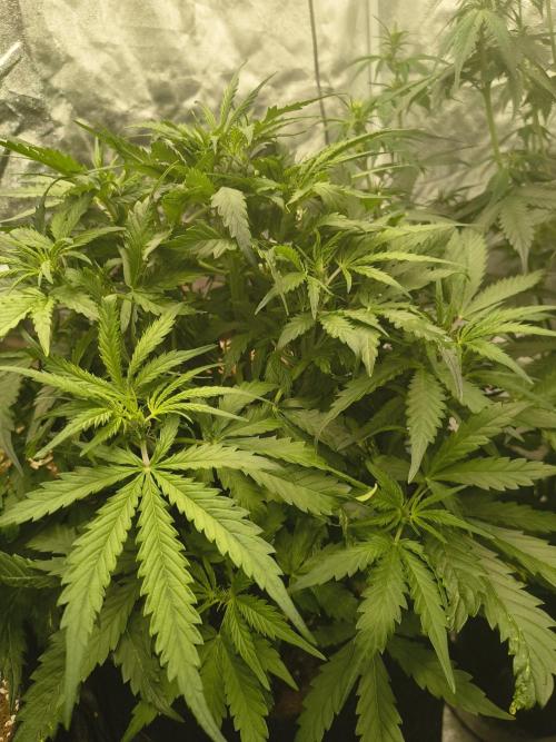 Gelonade auto. Week 5