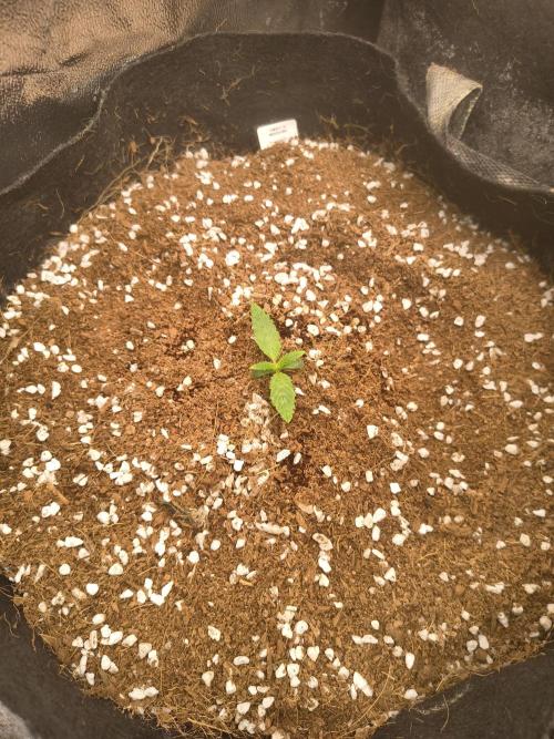 Whiskey Zulu auto. Week 1