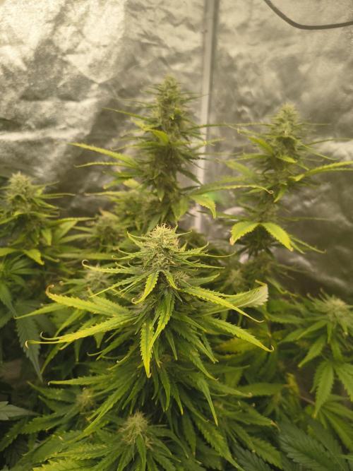 Cosmic cupcake auto. Week 10