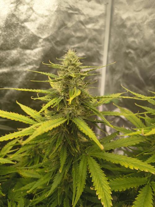 Cosmic cupcake auto. Week 10