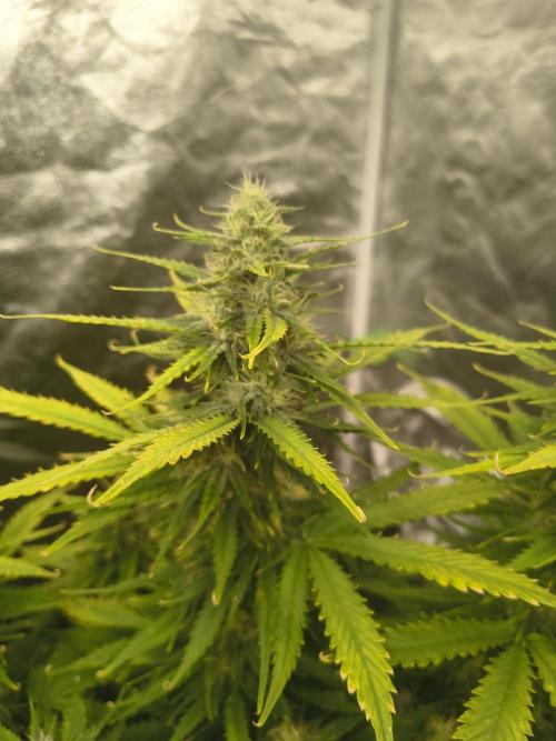 Cosmic cupcake auto. Week 10