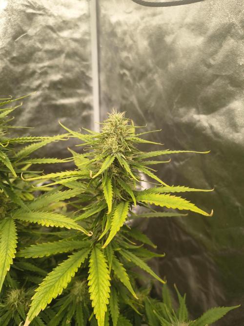 Cosmic cupcake auto. Week 10