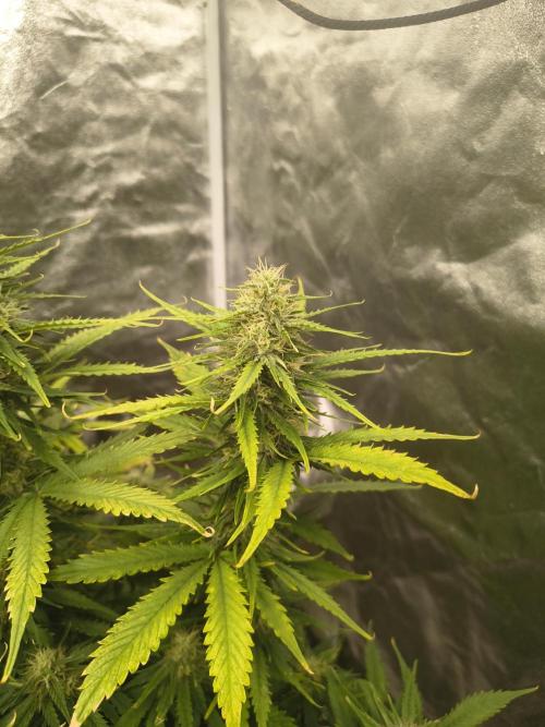 Cosmic cupcake auto. Week 10