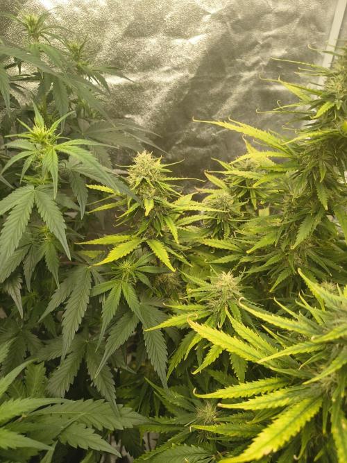 Cosmic cupcake auto. Week 10