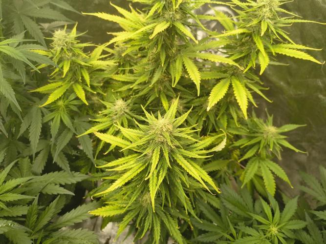 Cosmic cupcake auto. Week 10