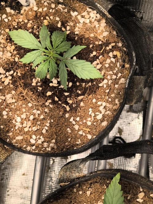 Northern Lights Auto. Week 2