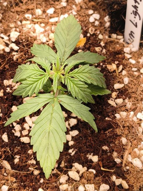 Northern Lights Auto. Week 2