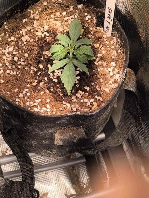 Northern Lights Auto. Week 2