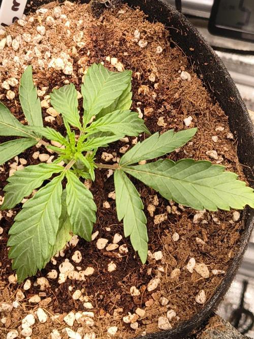 Orange cookies auto. Week 2