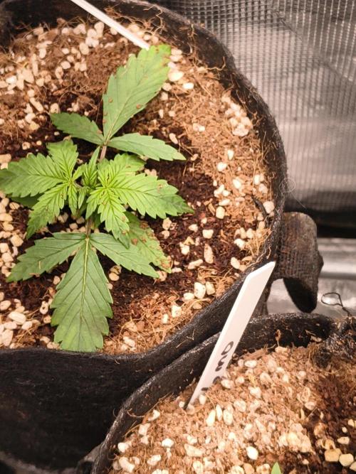 Orange cookies auto. Week 2