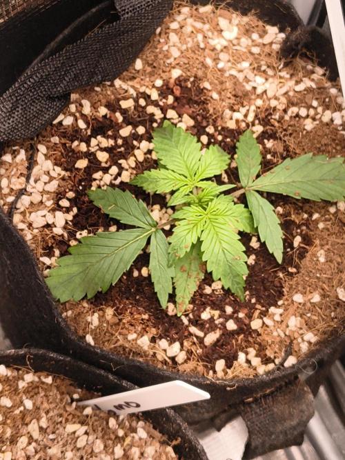 Orange cookies auto. Week 2