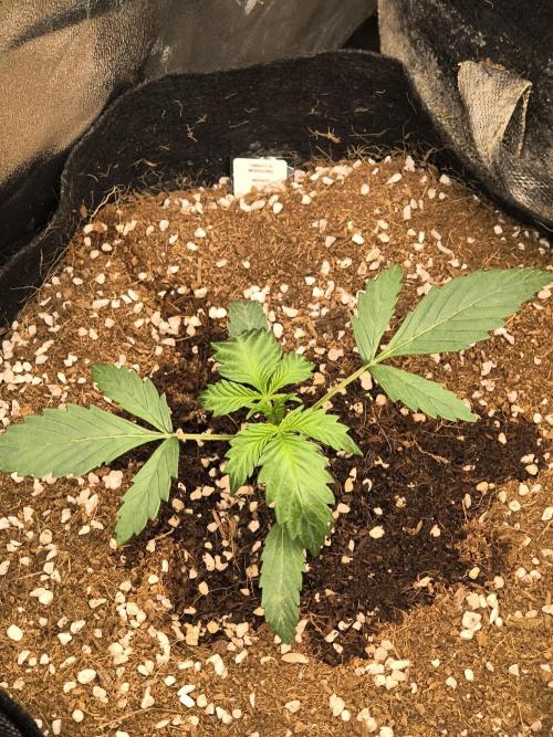 Whiskey Zulu auto. Week 2