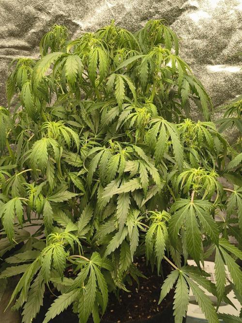 Gelonade auto. Week 6