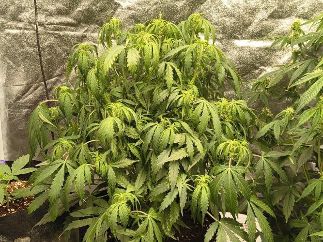 Gelonade auto. Week 6