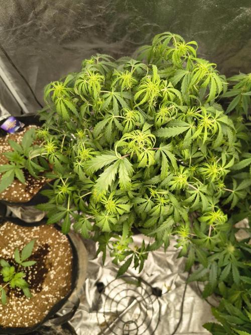 Gelonade auto. Week 6