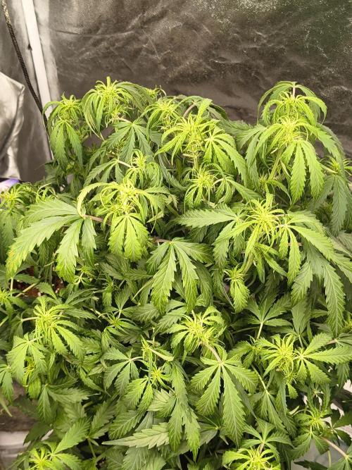 Gelonade auto. Week 6