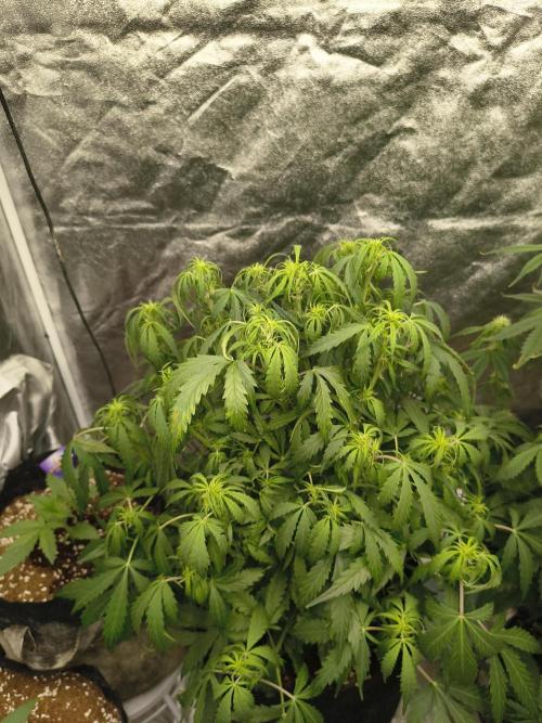 Gelonade auto. Week 6