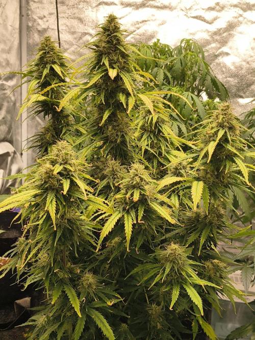 Cosmic cupcake auto. Week 11