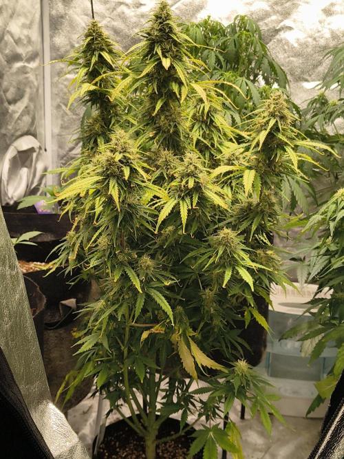 Cosmic cupcake auto. Week 11