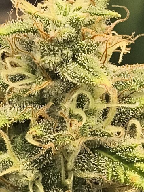 Cosmic cupcake auto. Week 11