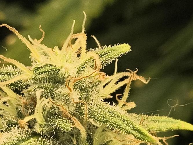 Cosmic cupcake auto. Week 11