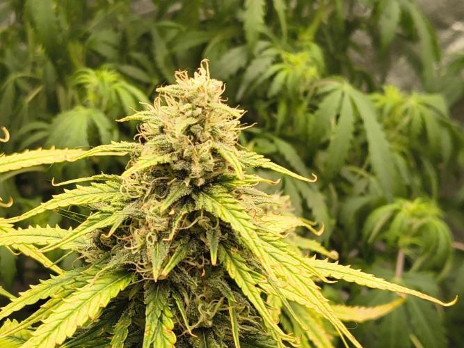 Cosmic cupcake auto. Week 11