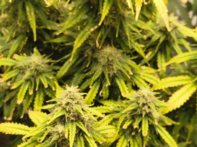 Cosmic cupcake auto. Week 11